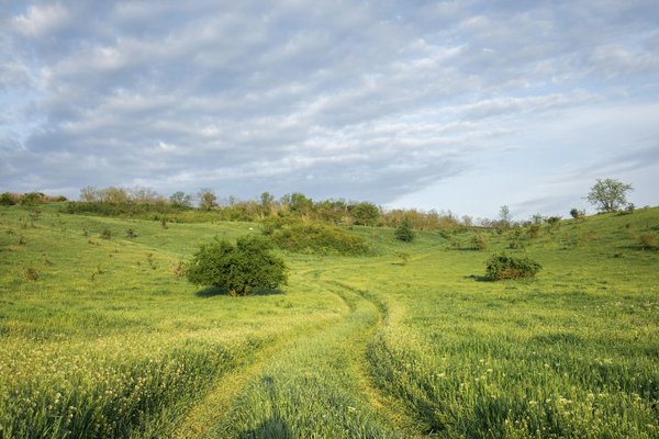 Quelles croisières offrent des ateliers de dégustation de sushis avec des chefs japonais?